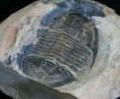 Hoekaspis Yahuari Trilobite - Bolivia #4362-1